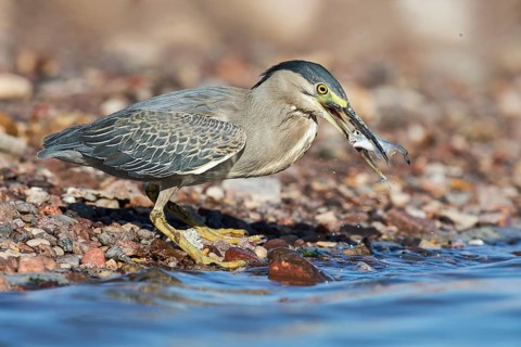 Striated Heron (Butorides striata) with fish prey in its beak, Eilat, Israel