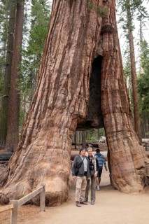 Yosemite National Park, California - The Mariposa Grove of Giant Sequoias (Sequoiadendron