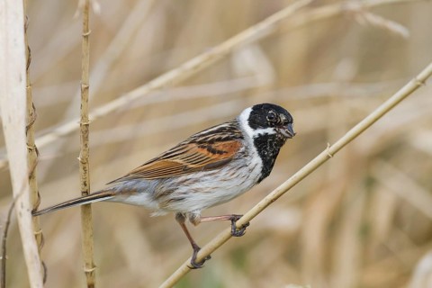 Reed Bunting - Rohrammer - Emberiza schoeniclus ssp. schoeniclus, Germany, adult male