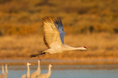 Sandhill Crane Grus canadensis tabida Bosque del Apache National Wildlife Refuge, New Mexico,