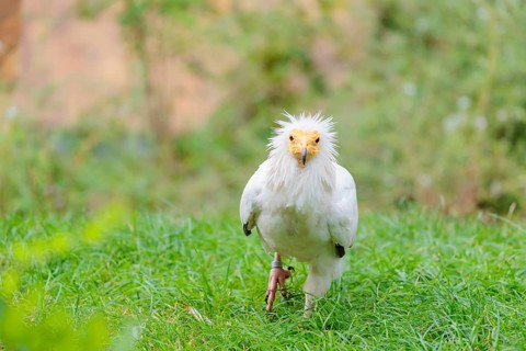 A Egyptian vulture (Neophron percnopterus) stands in green grass close to a carcass after feeding