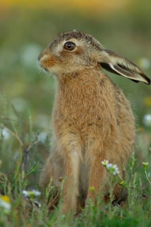 European brown hare (Lepus europaeus) juvenile baby leveret animal in grassland amongst summer