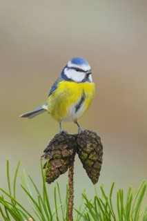 Blue tit (Parus caeruleus), sitting on a Scots pine (Pinus sylvestris) cone, Wildlife, Animals,