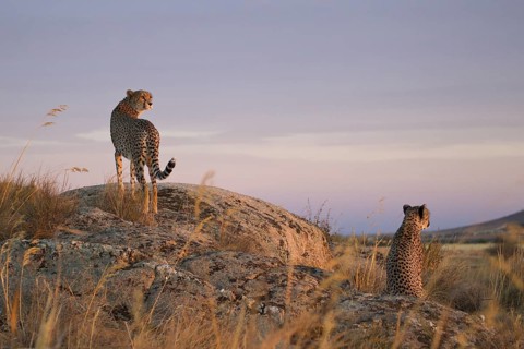 Cheetah (Acinonyx jubatus) two females standing on a rock in twilight, Castile-La Mancha, Spain