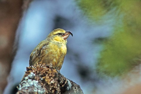 Maui Parrotbill, Pseudonestor xanthophrys, Endangered, Hawaiian Honeycreeper