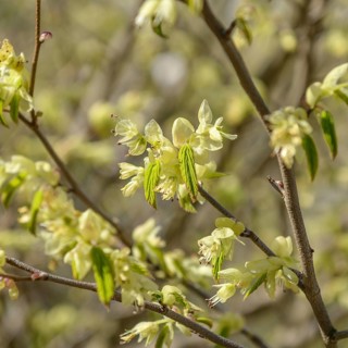 Common hazel (Corylopsis pauciflora)