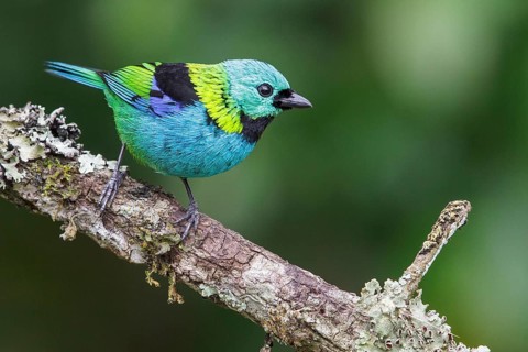 Green-headed Tanager (Tangara seledon) perched on a branch in the Atlantic rainforest of southeast