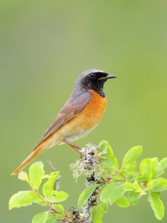 Common redstart (Phoenicurus phoenicurus), male on perch, songbird, wildlife, nature photography,