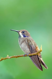 Brown Violet-ear Colibri delphinae San Jose, Costa Rica 7 November Adult Trochilidae