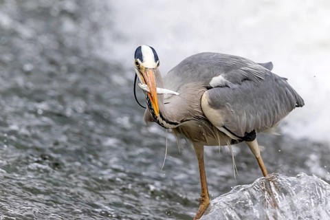 A grey heron skillfully catches a fish in a swiftly flowing river, showcasing its hunting prowess.