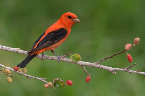 Scarlet Tanager (Piranga olivacea) male perched on a branch with red berries, Texas, USA
