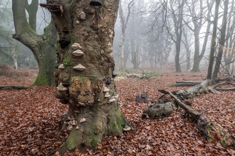 Old beech forest (Fagus sylvatica) in the fog, Emsland, Lower Saxony, Germany