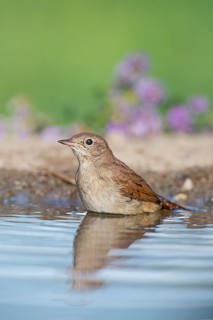 Common Nightingale (Luscinia megarhynchos) standing in water, Aosta Valley, Italy