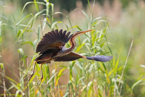 Purple Heron (Ardea purpurea) flying, Baden-Wuerttemberg, Germany