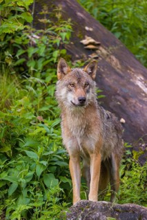 A eurasian gray wolf (Canis lupus lupus) stands on a hill between rocks and logs, watching
