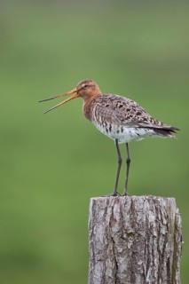 Black-tailed Godwit (Limosa limosa) perched on a pale, Netherlands