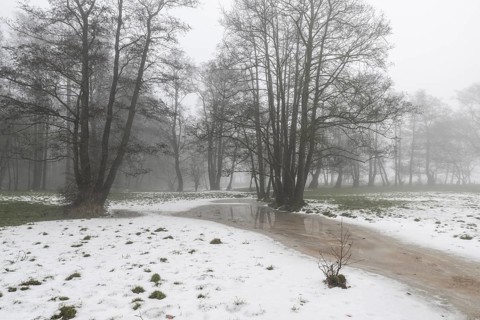 Black alder (Alnus glutinosa) in a misty floodplain landscape, Emsland, Lower Saxony, Germany
