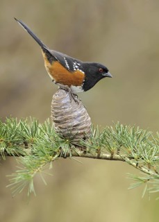 Spotted Towhee (Pipilo maculatus), British Columbia, Canada