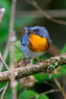 Flame-throated Warbler (Parula gutturalis) perched on a branch in Costa Rica