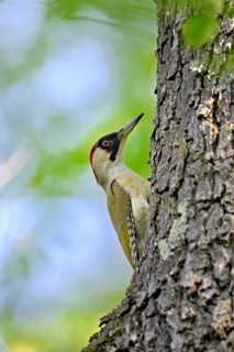 Green woodpecker (Picus viridis), female on a tree trunk, Canton Zug, Switzerland
