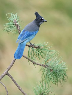 Steller's Jay (Cyanocitta stelleri) perched on a conifer branch, Colorado, USA