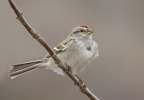 American Tree Sparrow (Spizelloides arborea), Saskatchewan, Canada