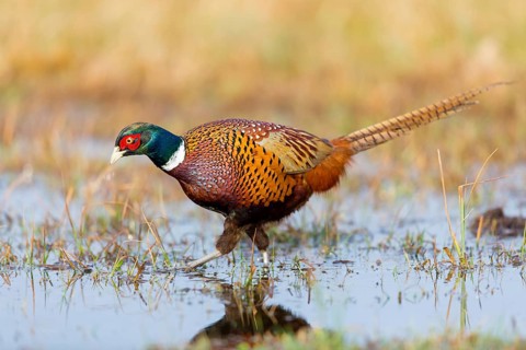 Pheasant, cock, male, (Phasianus colchicus), animals, birds, chicken family, centrapole, Kutno,