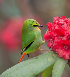 Fire-tailed Myzornis (Myzornis pyrrhoura) feeding on Rhododendron flower nectar, Darjeeling, India