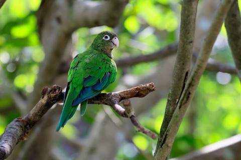 Cactus parakeet (Eupsittula cactorum), adult, on tree, alert, Brazil, South America