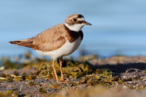 Little Ringed Plover (Charadrius dubius), North Rhine-Westphalia, Germany