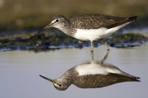 Green Sandpiper (Tringa ochropus), Castile-La Mancha, Spain