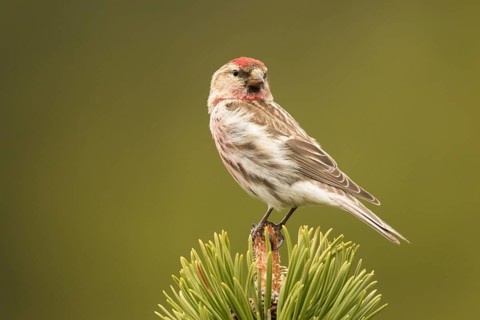 Common Redpoll (Acanthis flammea) male, Bavaria, Germany