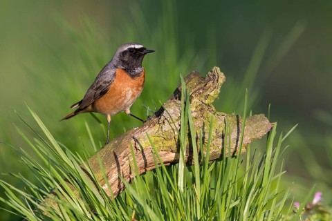 Common Redstart (Phoenicurus phoenicurus) male perched on an old tree trunk, Poland