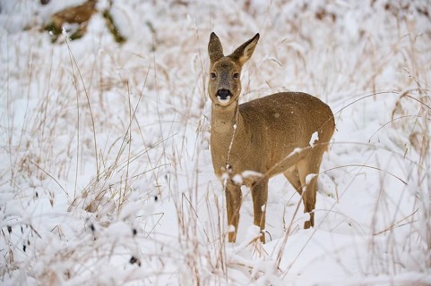 A roe deer stands in a snow-covered meadow, surrounded by tall grasses, in a quiet winter