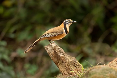 Lesser Necklaced Laughingthrush (Garrulax monileger), Yunnan, China