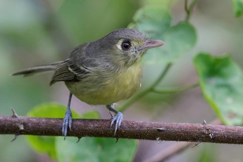 Cuban Vireo (Vireo gundlachii) perched on a branch in Cuba