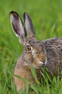 European hare, (Lepus europaeus), animals, mammals, hare, hare family, field, two, Lake Neusiedl,
