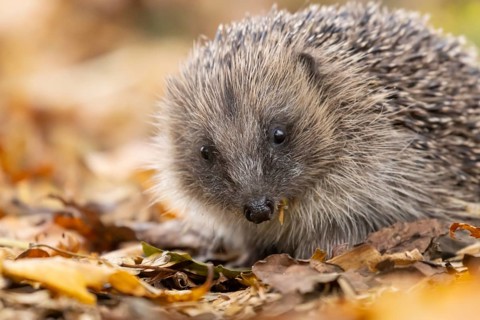 European hedgehog (Erinaceus europaeus) adult animal on fallen autumn leaves in a garden, England,
