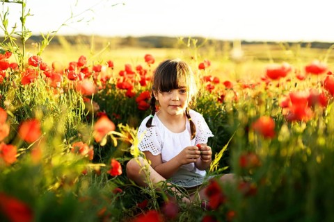 A charming young girl with braided hair sitting amongst blooming Papaver rhoeas, commonly known as