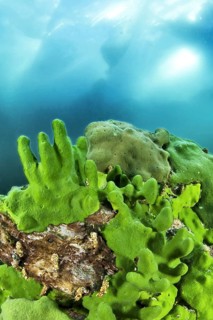 Endemic sponge (Lubomirskia baicalensis), Lake Baikal, Olkhon Island, Pribaikalsky National Park,