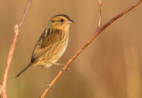 Nelson's Sparrow (Ammodramus nelsoni), Texas, USA
