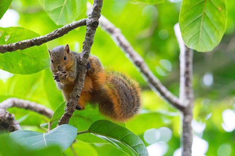 African Ground Squirrel, squirrel family, animals, mammals, biotope, habitat, eats, (Xerus