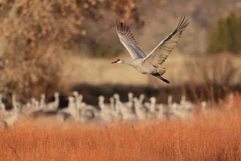 Sandhill Crane (Antigone canadensis) flying, New Mexico, USA