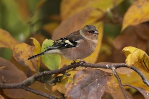 Eurasian chaffinch (Fringilla coelebs) adult male garden bird on a Magnolia tree branch with autumn