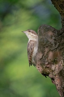 Eurasian Wryneck (Jynx torquilla) perched on tree, Saxony-Anhalt, Germany