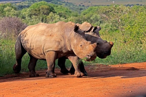 White rhino (Ceratotherium simum), white rhino, adult, two rhinos, foraging, dehorned, horn