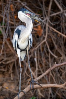 Cocoi Heron (Ardea cocoi) Pantanal Brazil