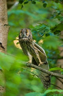 One long-eared owl (Asio otus), sitting on a branch of a tree, between green leaves. Stretching his