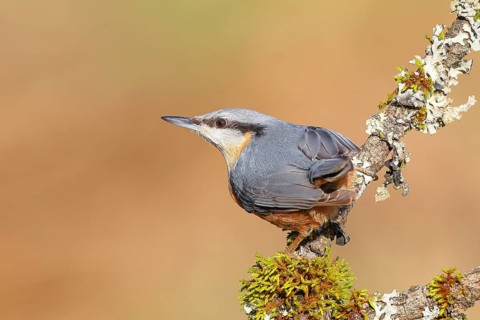 Nuthatch (Sitta europaea), sitting on a lichen-covered branch, wildlife, animals, birds, nature
