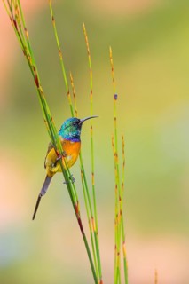 Golden-breasted Sunbird, Anthobaphes violacea, (Nectarinia violacea), Orange-breasted Sunbird,